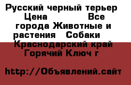 Русский черный терьер › Цена ­ 35 000 - Все города Животные и растения » Собаки   . Краснодарский край,Горячий Ключ г.